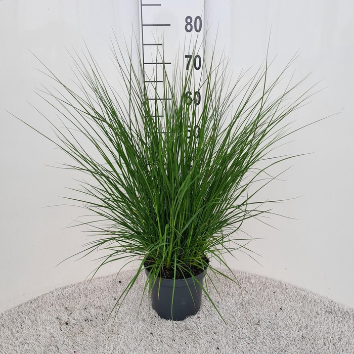 <h4>Pennisetum Alo. Hameln P19</h4>