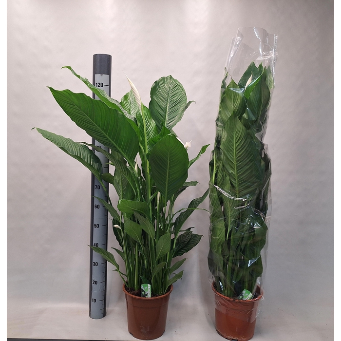 <h4>Spathiphyllum Sebastiano 24Ø 130cm 4fl</h4>