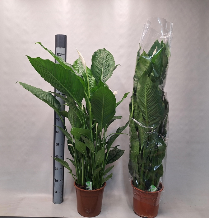 Spathiphyllum Sebastiano 24Ø 130cm 3fl