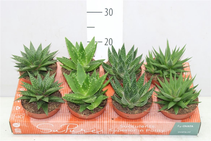 Aloe Gemengd