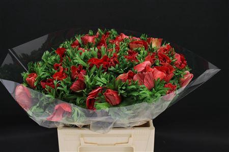 <h4>ANEM MISTRAL SUPER RED</h4>