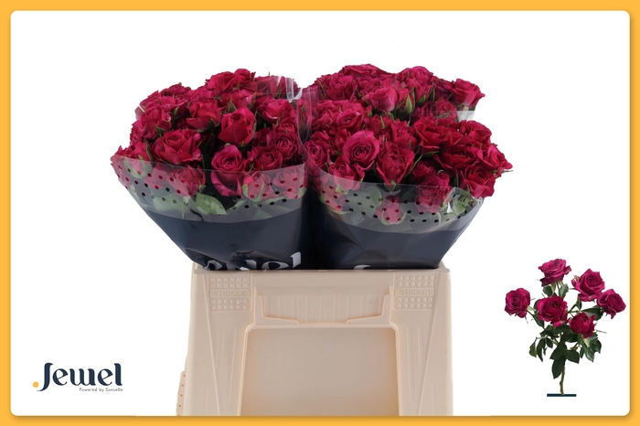 <h4>R TR CHEYENNE Water</h4>