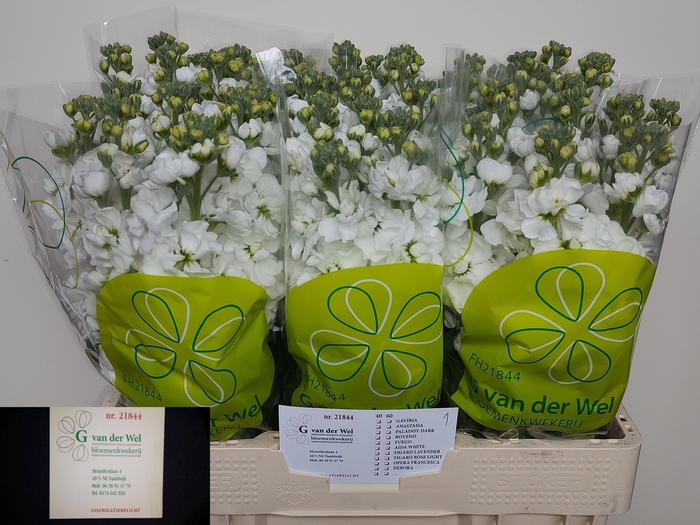 <h4>MATTH AIDA WHITE</h4>