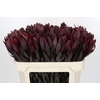 Leucadendron Saf Sunset Dark R.