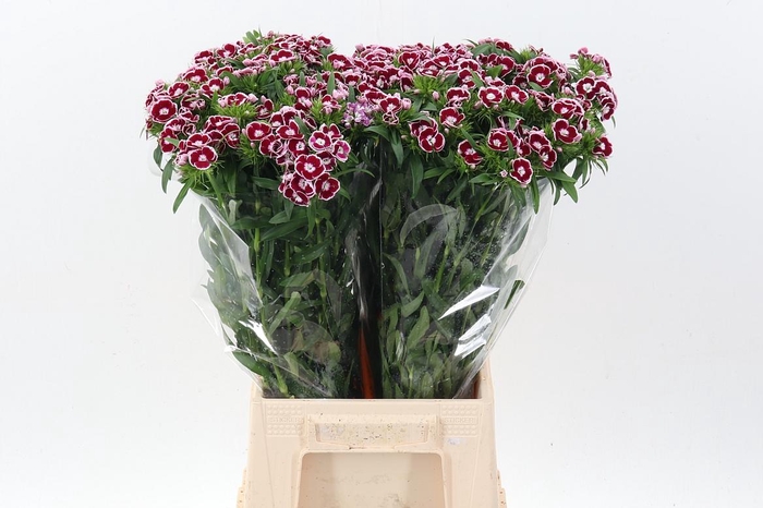 <h4>Di Barb King</h4>