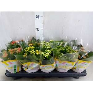 Kalanchoe blos.   ..rosebud mix  5