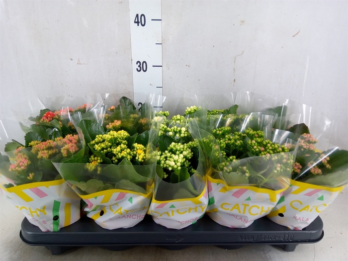 <h4>Kalanchoe blos.   ..rosebud mix  5</h4>