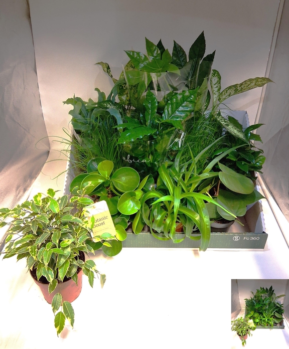 <h4>KAMERPL GEM OV</h4>