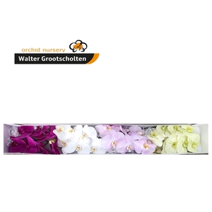 Phalaenopsis Mix Surprise