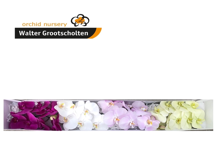 <h4>Phalaenopsis Mix Surprise</h4>