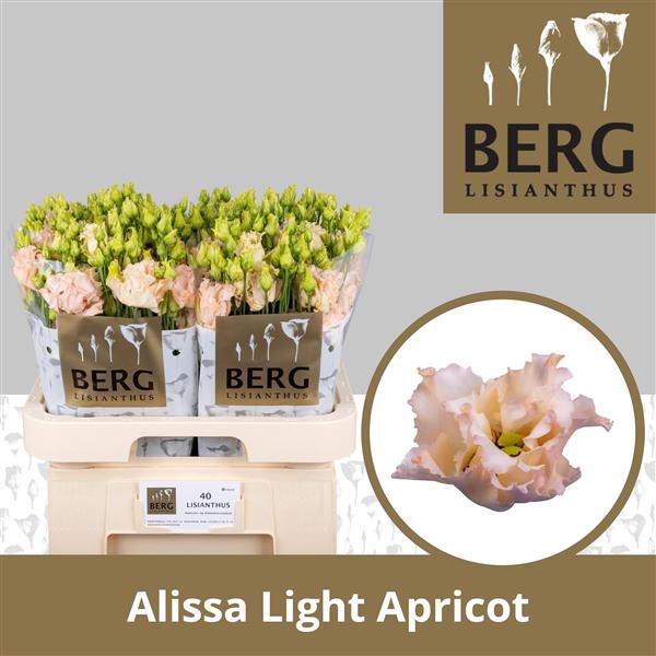 <h4>Eust Alissa Light Apricot</h4>