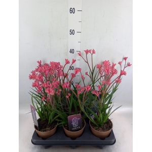 Anigozanthos   ...