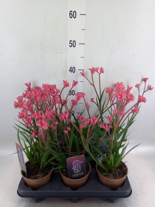 <h4>Anigozanthos   ...</h4>