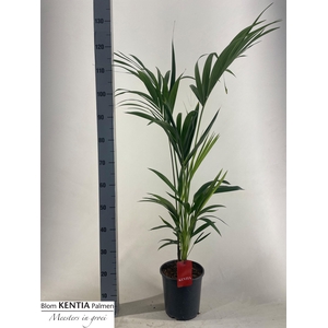 HOWEA FORSTERIANA