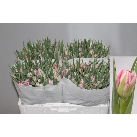 <h4>TU DU FLASH POINT</h4>