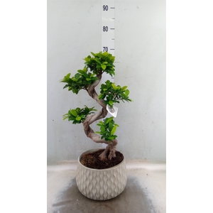 Ficus microcarpa 'Ginseng'