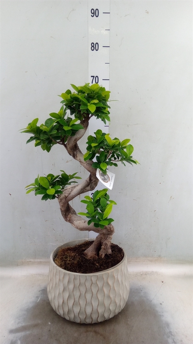 <h4>Ficus microcarpa 'Ginseng'</h4>