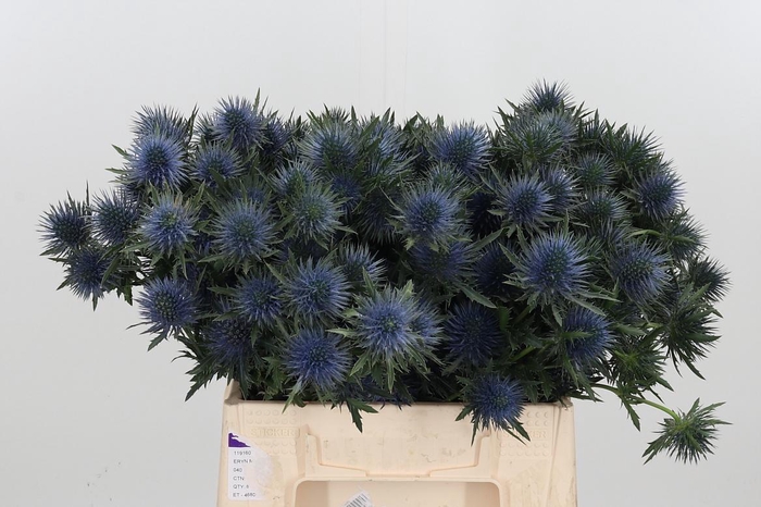 <h4>Eryng Magnetar Qstar</h4>