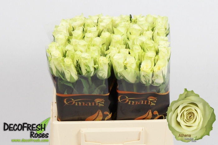 <h4>R Gr Athena</h4>