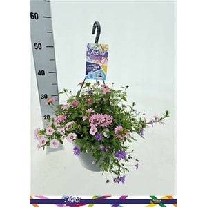 PERKPL GEM IN POT