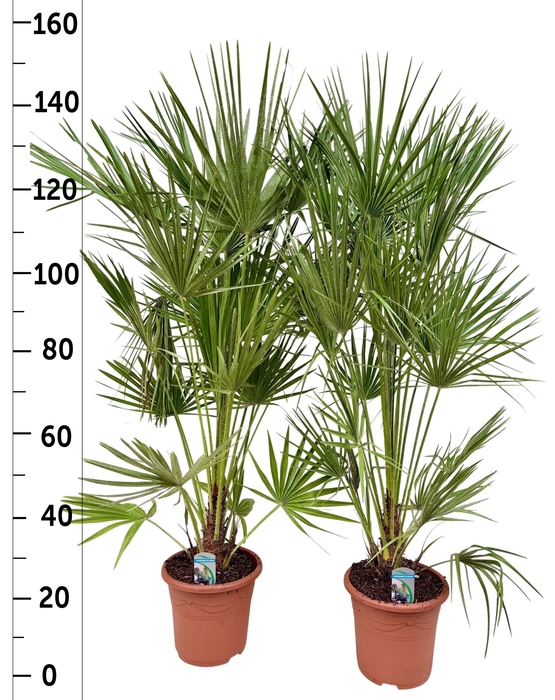 <h4>CHAM HUMILIS</h4>