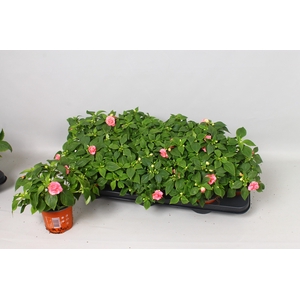 IMP FIESTA OLE PINK