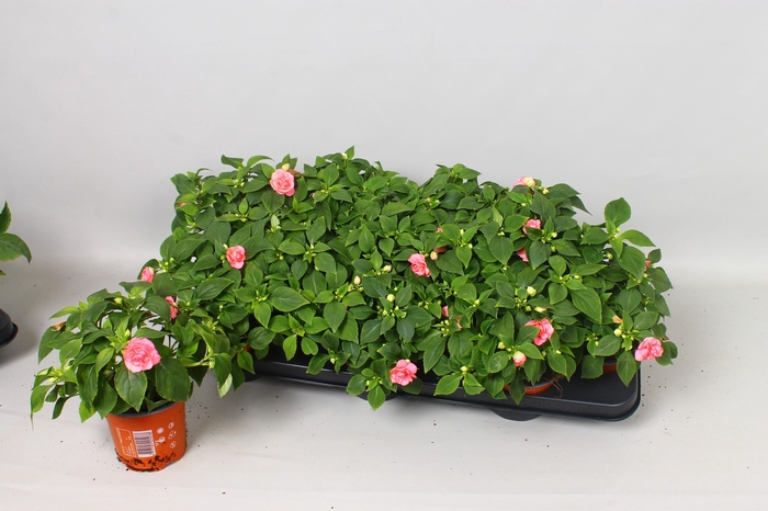 <h4>IMP FIESTA OLE PINK</h4>