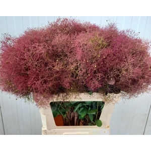Cotinus Red Fountain