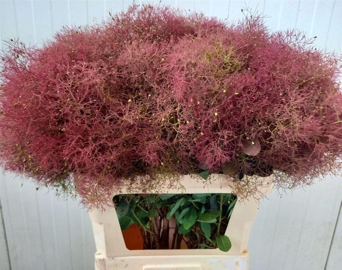 <h4>Cotinus Red Fountain</h4>