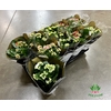 Kalanchoe ROYALE Mix 12Ø 25cm