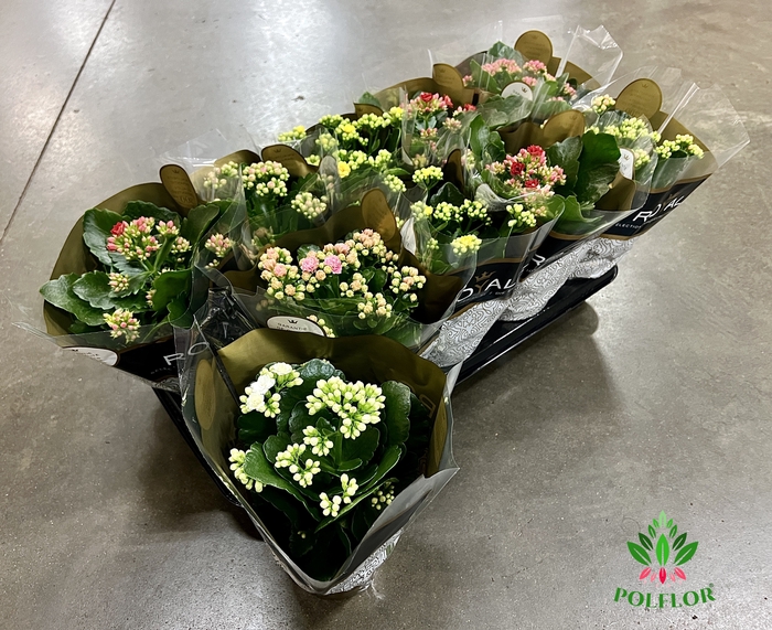 Kalanchoe ROYALE Mix 12Ø 25cm