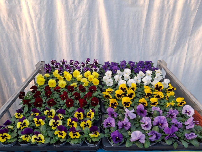 <h4>VIO WI DELTA GEM</h4>