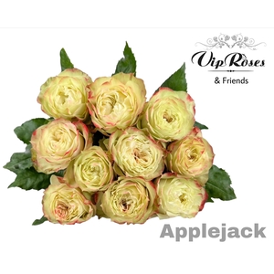 R Gr Apple Jack