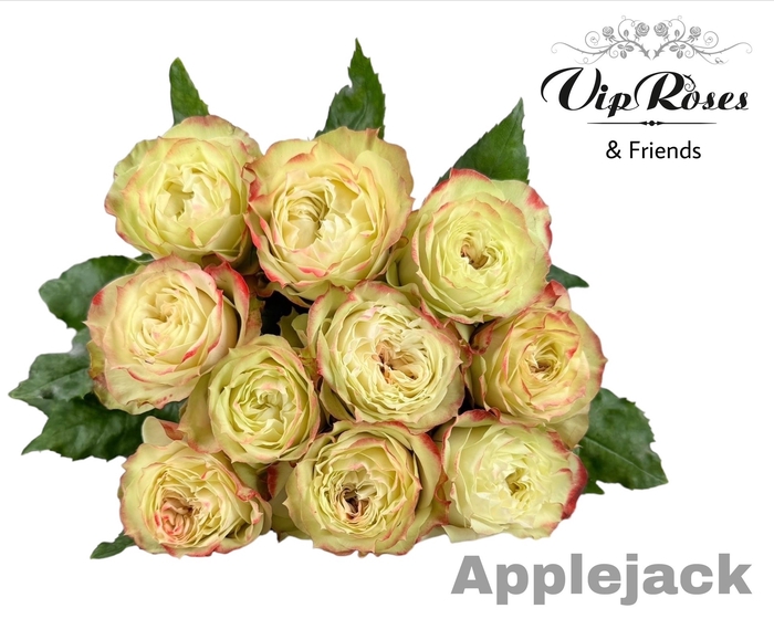 <h4>R GR APPLE JACK</h4>