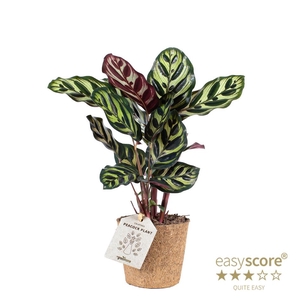 CALATHEA MAKOYANA P11 COCOZ