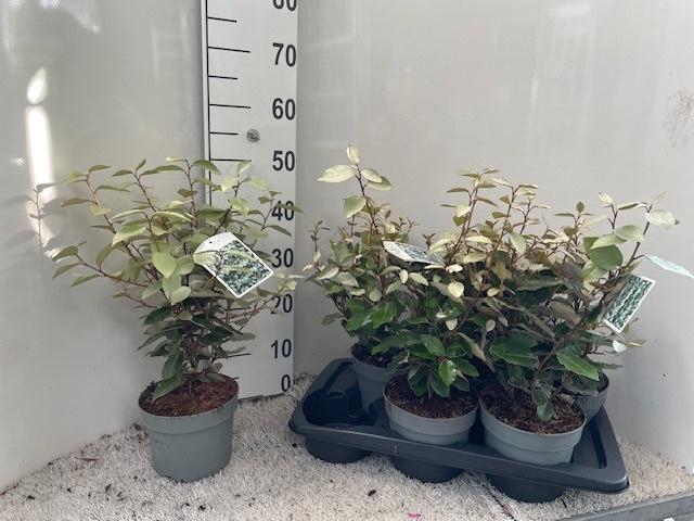 <h4>ELAE EBBINGEI</h4>