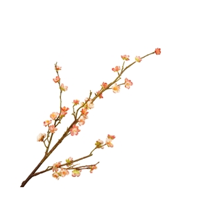 Prunus Cherry Blossom Peach