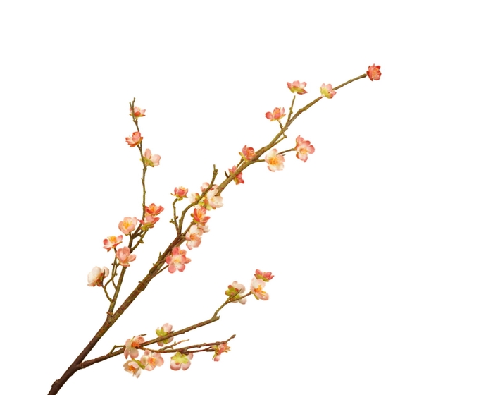 <h4>Prunus Cherry Blossom Peach</h4>