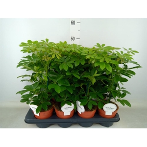 Schefflera arbor. 'Nora'