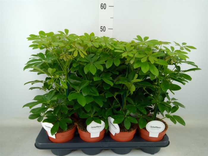 <h4>Schefflera arbor. 'Nora'</h4>