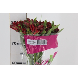 ALSTROEMERIA NATALYA 080 CM