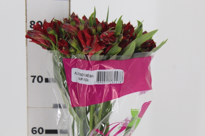 <h4>ALSTROEMERIA NATALYA 080 CM</h4>