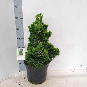 Chamaecyparis obtusa