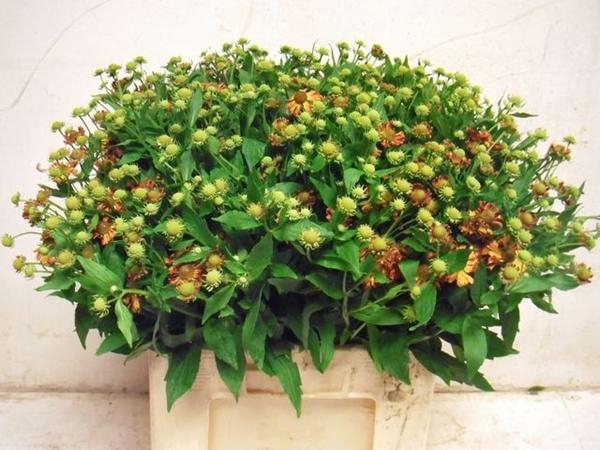 <h4>HELENIUM OVERIG</h4>