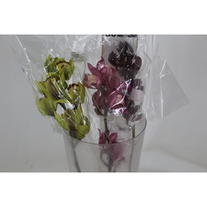 CYMBIDIUM MAX MISTO 5/8 HT MIN 5 FLS