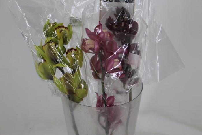 CYMBIDIUM MAX MISTO 5/8 HT MIN 5 FLS
