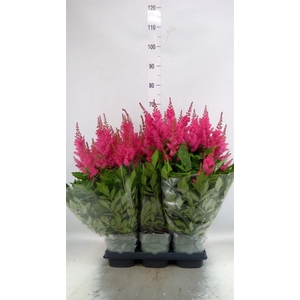 ASTILBE ARENDSII 'JAZZROCK' RED