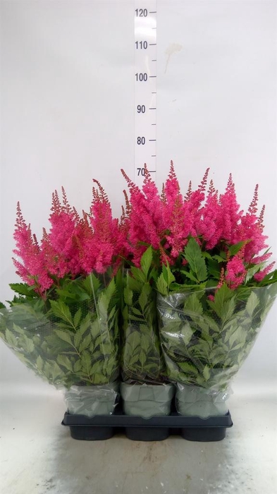 <h4>ASTILBE ARENDSII 'JAZZROCK' RED</h4>