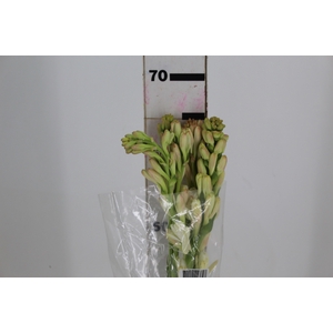 ANGELICA 070 CM