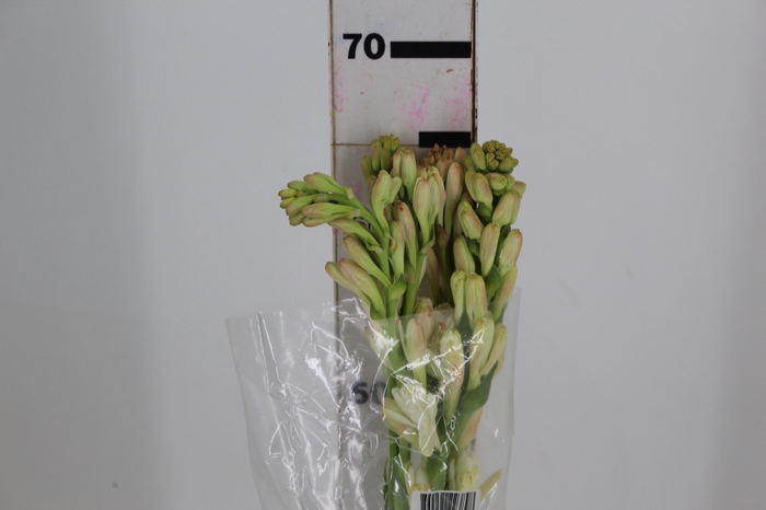 <h4>ANGELICA 070 CM</h4>